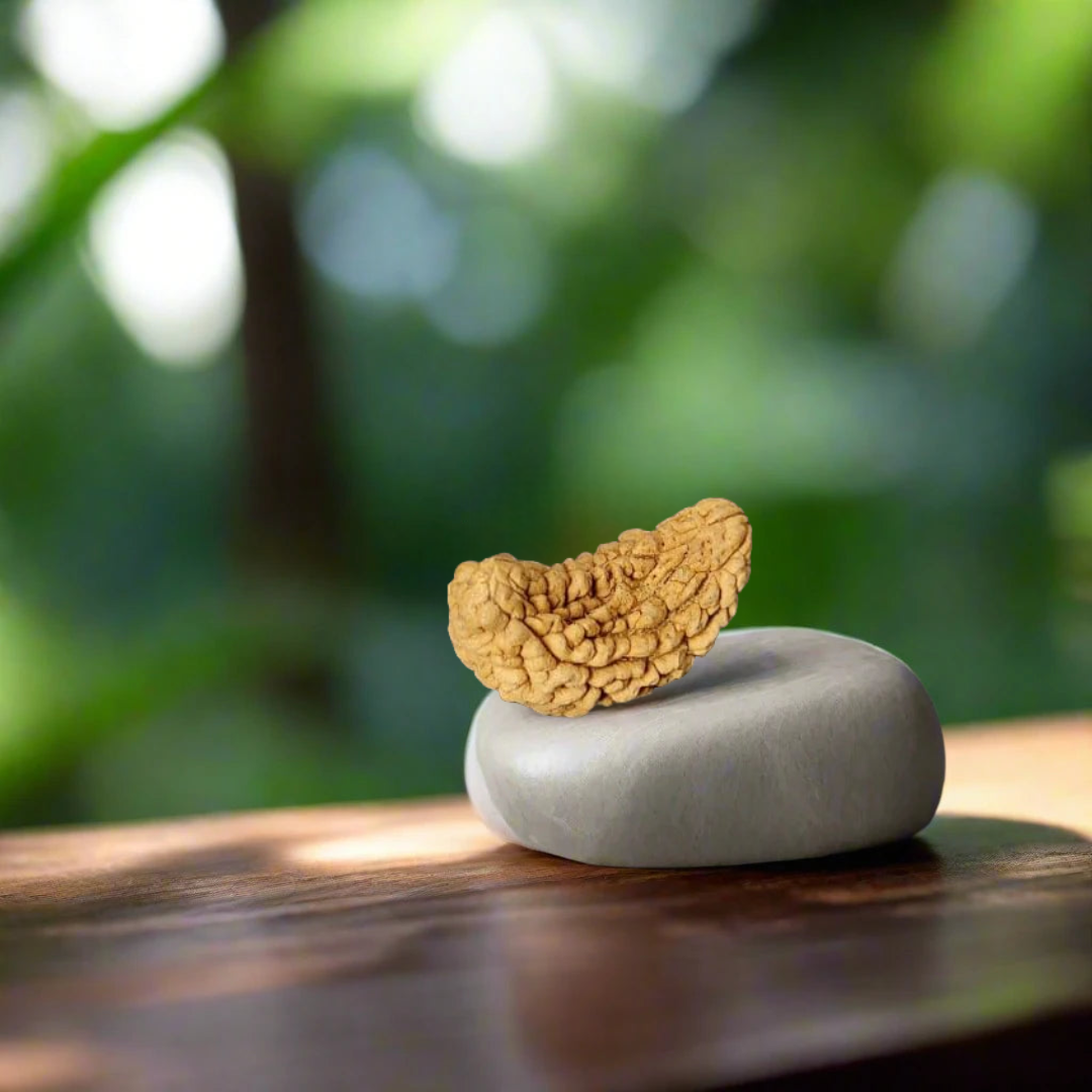 1 Mukhi Kaju Dana Rudraksha