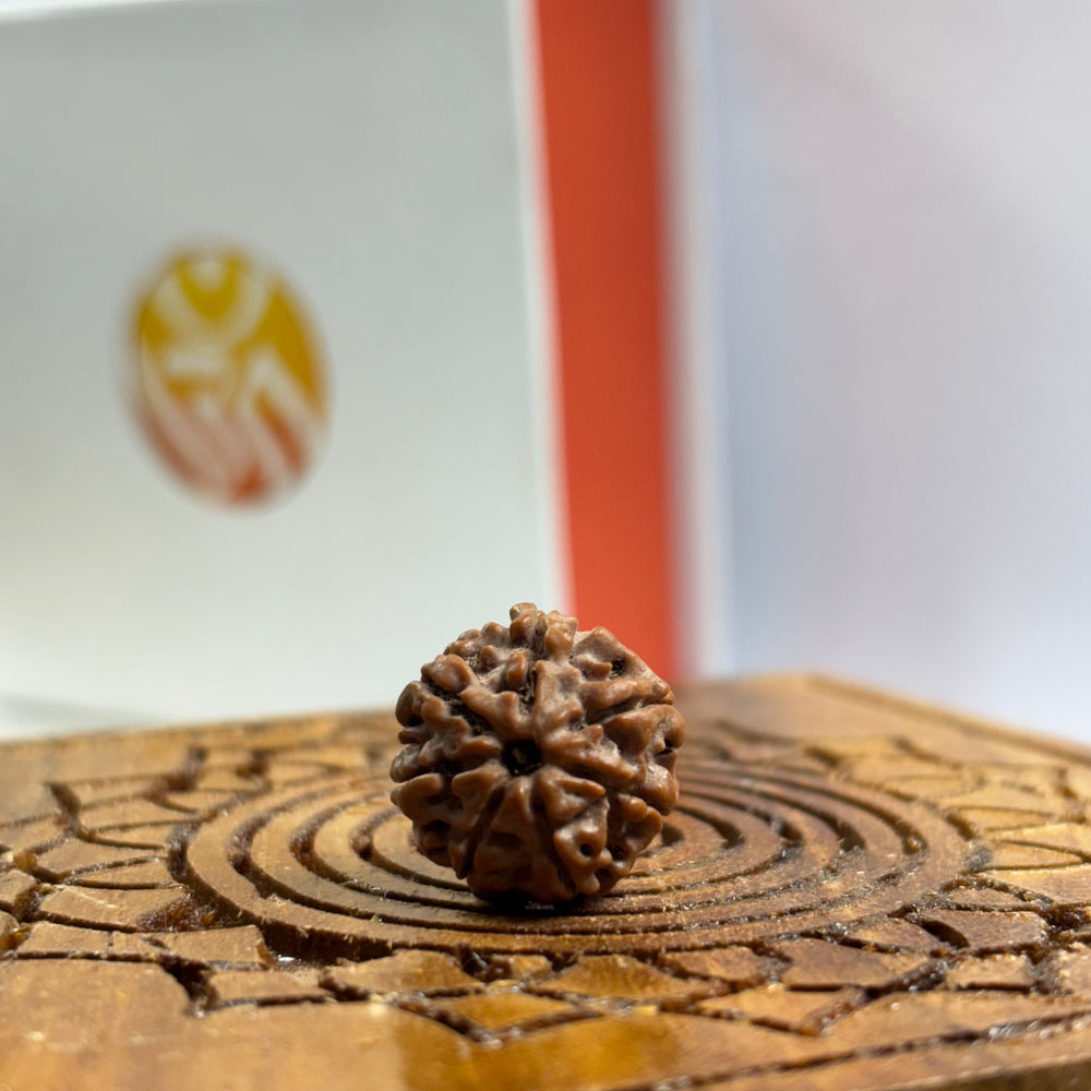 7 Mukhi Nepali Rudraksha