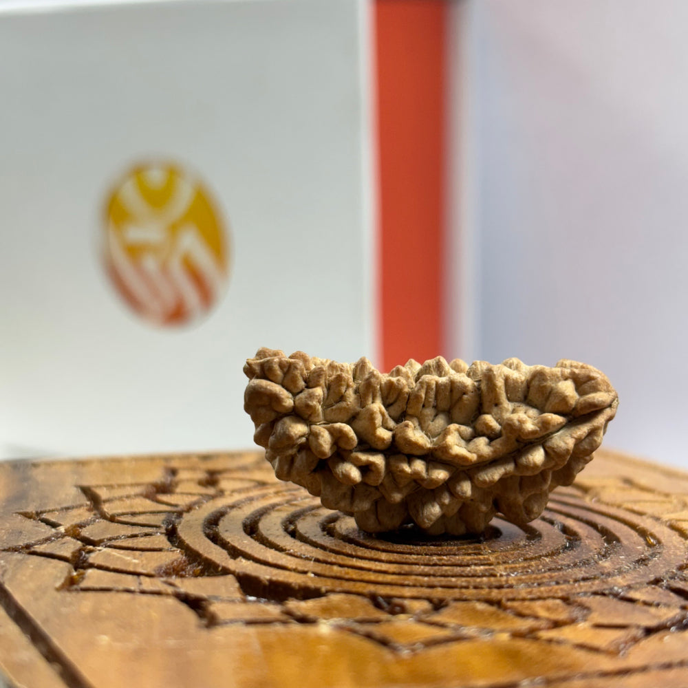 1 Mukhi Kaju Dana Rudraksha
