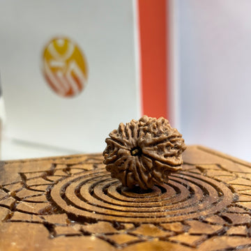 11 Mukhi Nepali Rudraksha