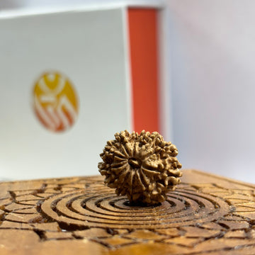 12 Mukhi Nepali Rudraksha