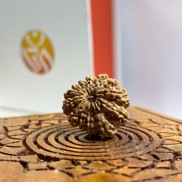13 Mukhi Nepali Rudraksha