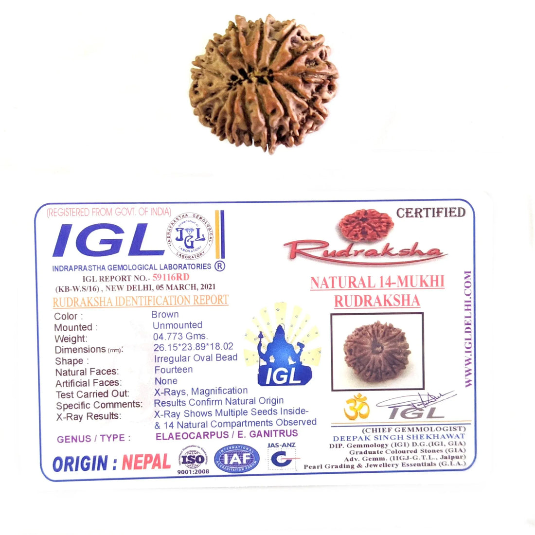 14 Mukhi Rudraksha