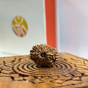 14 Mukhi Nepali Rudraksha