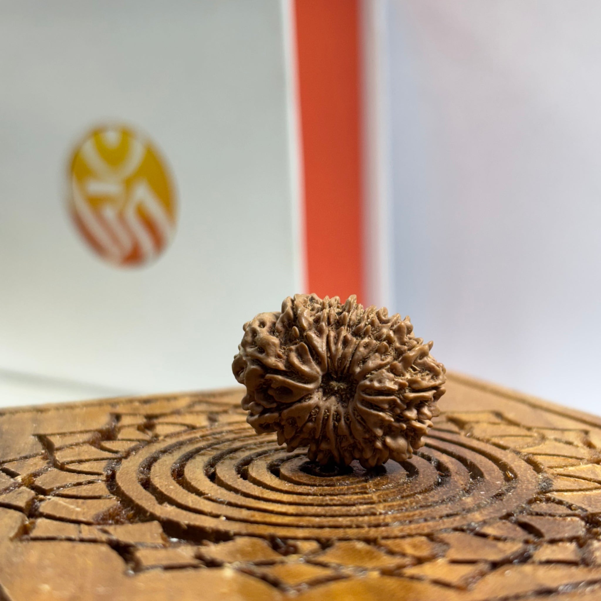 15 Mukhi Nepali Rudraksha
