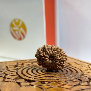15 Mukhi Nepali Rudraksha