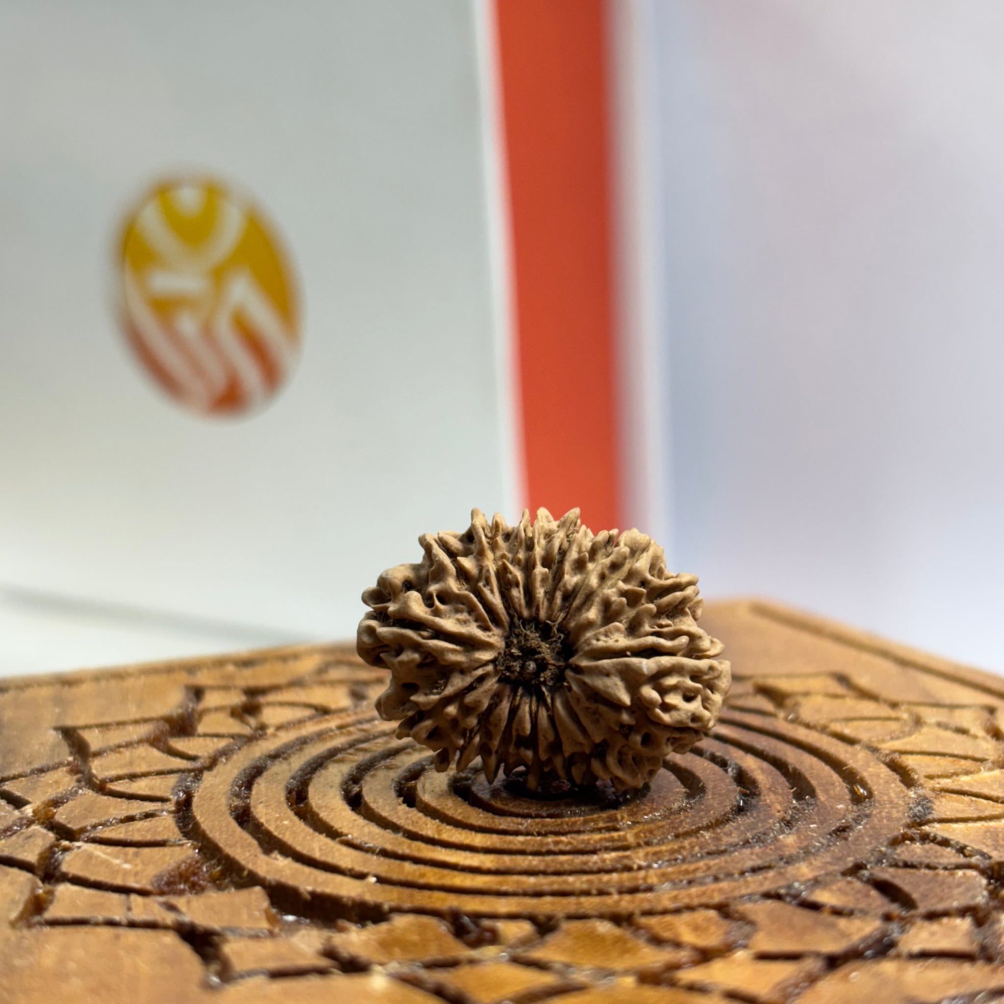 16 Mukhi Nepali Rudraksha