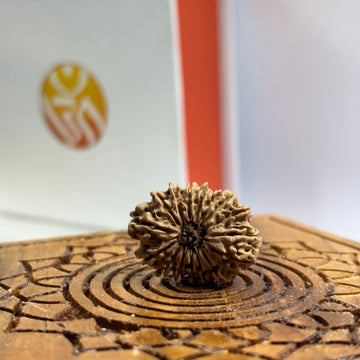 16 Mukhi Nepali Rudraksha
