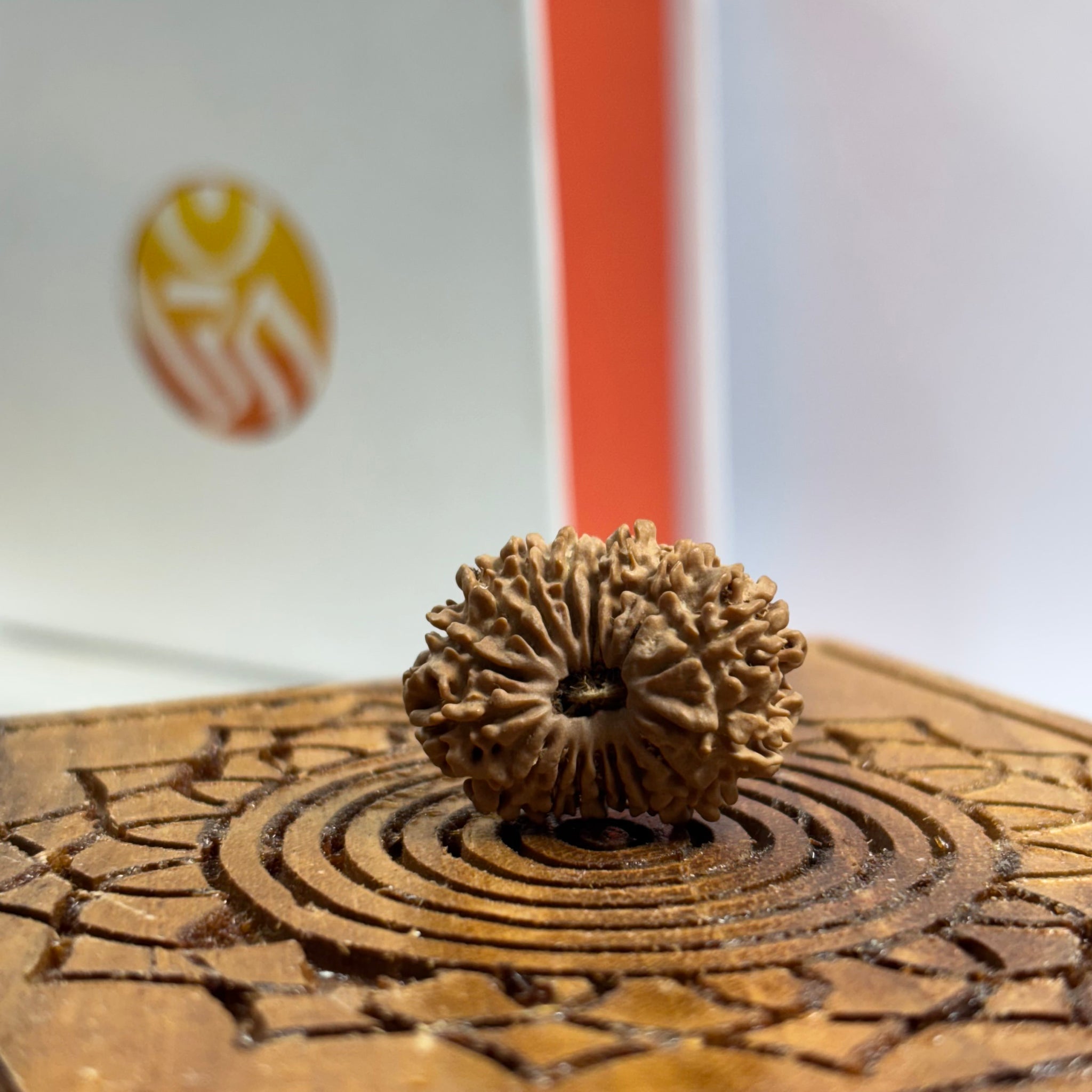 17 Mukhi Nepali Rudraksha