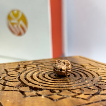 2 Mukhi Nepali Rudraksha