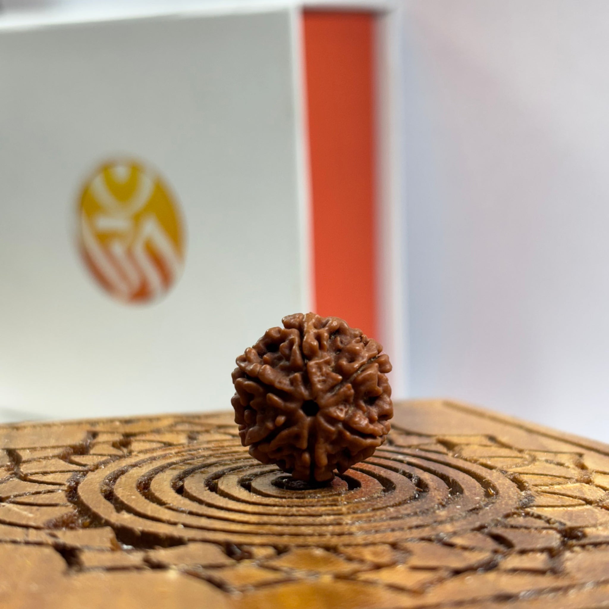 6 Mukhi Nepali Rudraksha