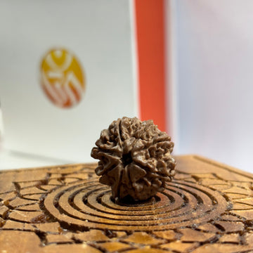 8 Mukhi Nepali Rudraksha