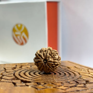 9 Mukhi Nepali Rudraksha