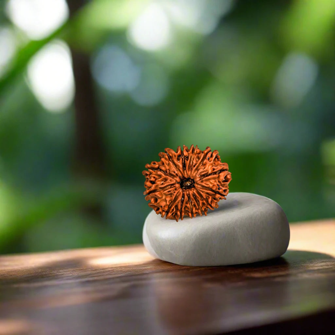 13 Mukhi Nepali Rudraksha