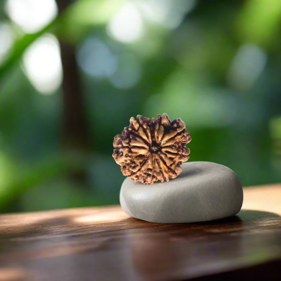10 Mukhi Nepali Rudraksha