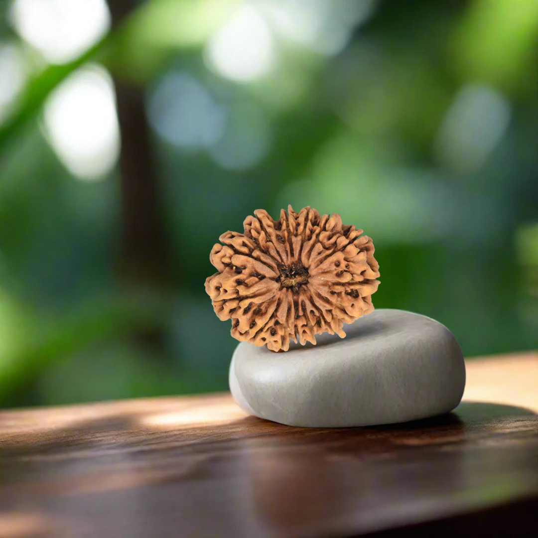 15 Mukhi Nepali Rudraksha