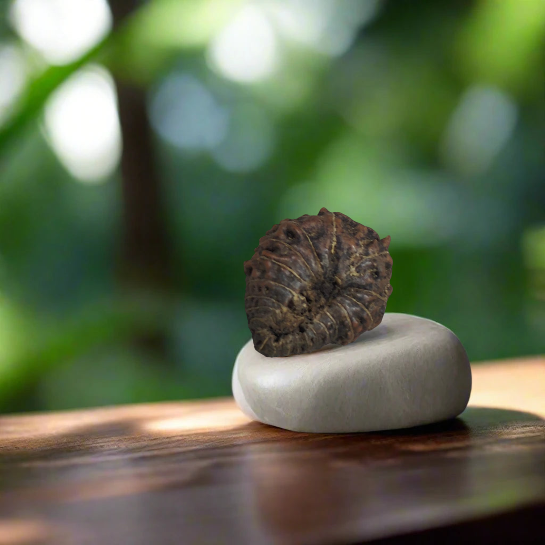 21 Mukhi Nepali Rudraksha (Brown)