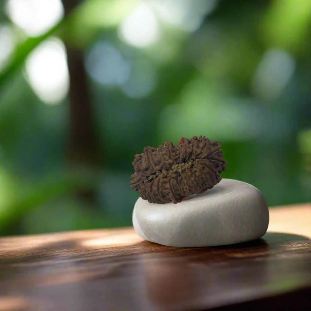 21 Mukhi Nepali Rudraksha (Very Rare)