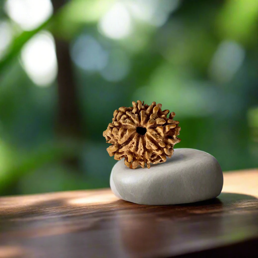 9 Mukhi Nepali Rudraksha