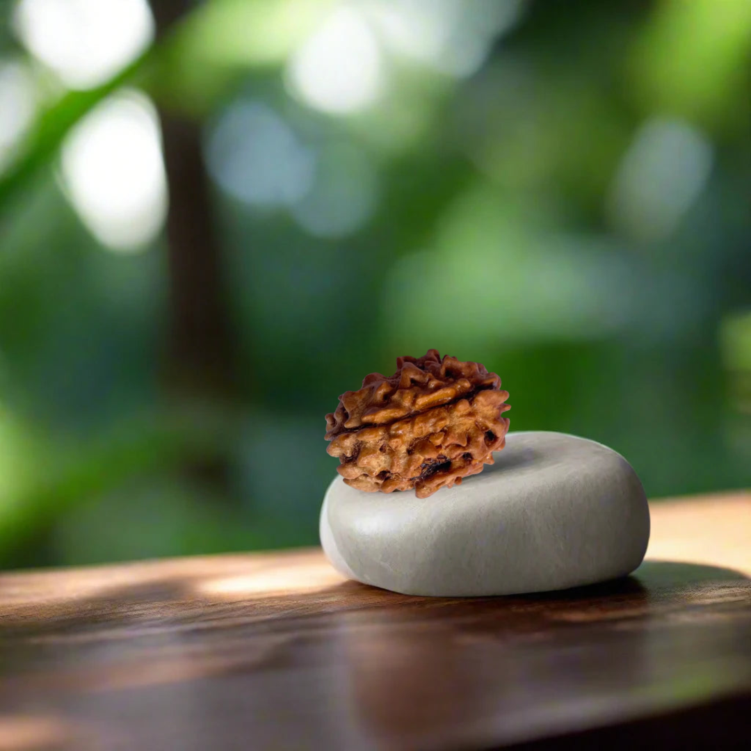 3 Mukhi Nepali Rudraksha