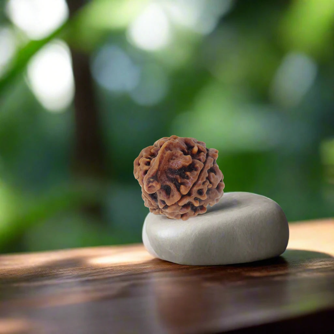4 Mukhi Nepali Rudraksha