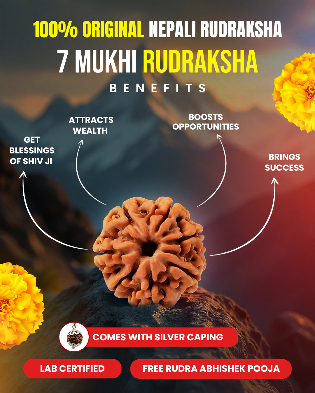7 Mukhi Nepali Rudraksha