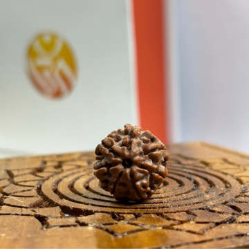 7 Mukhi Nepali Rudraksha
