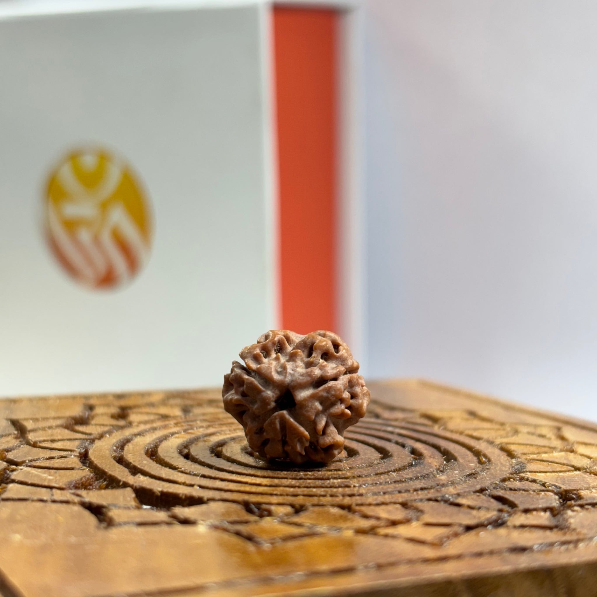 3 Mukhi Nepali Rudraksha