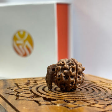 Ganesh Nepali Rudraksha