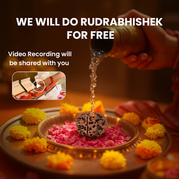 Rudrabhishek of 7 mukhi nepali rudraksha